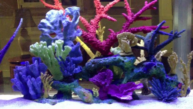 Orange Park, FL. Aquatic Care, Custom Made Aquariums 904-588-2700 Orange Park, Florida.