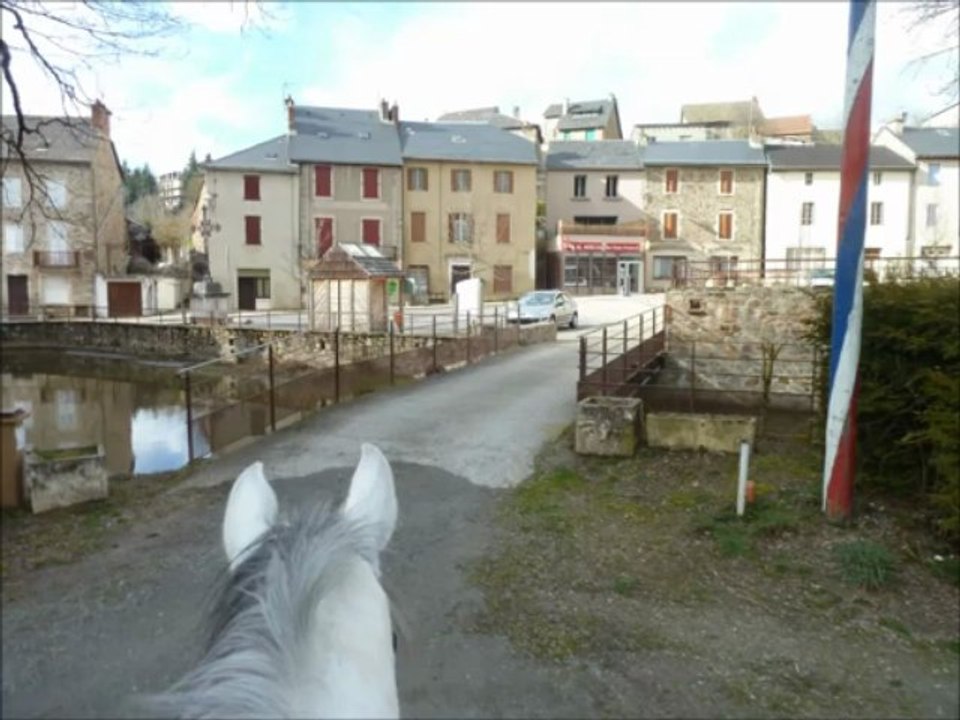 ** Bodeguero LVIII **  cheval PRE a vendre