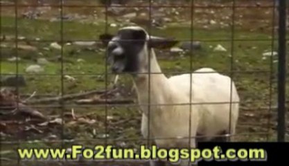 Mix cri du mouton et chèvre dans les chansons - Fo2 Fun