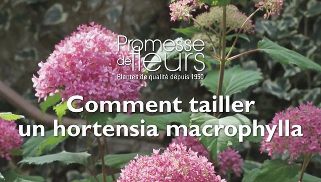Comment tailler un hortensia macrophylla