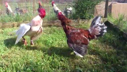 test avant écrètage blanco VS coqpoule marron acajou