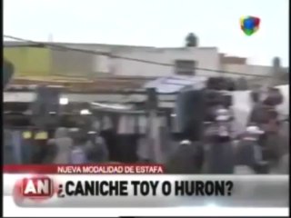 Ce qu'il croyait être un caniche était en réalité un furet dopé aux stéroïdes