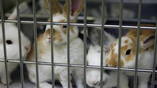 Inside Story Americas - Legalising animal abuse?