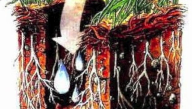 Lawn Aeration Widefield CO-Core-Colorado -Sprinkler-Repair-Blowout-Winterization-Lawncare-lawn-mowing-Springs-CO-719-963-6267-12