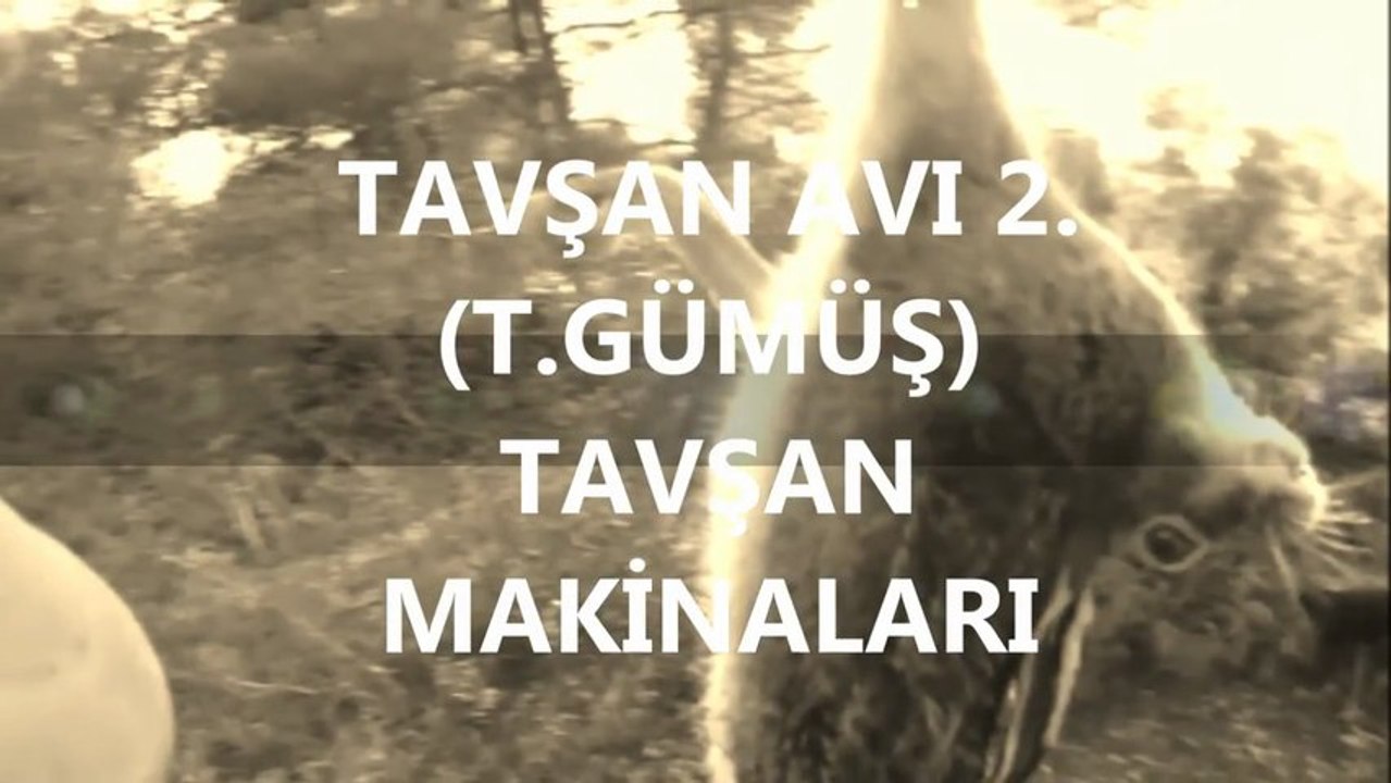 TAVŞAN AVI  2 (T.GÜMÜŞ) TAVŞAN MAKİNALARI