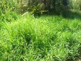 Heron White Faced en train de chasser