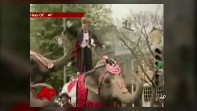 Elephant attacked during drive by shooting