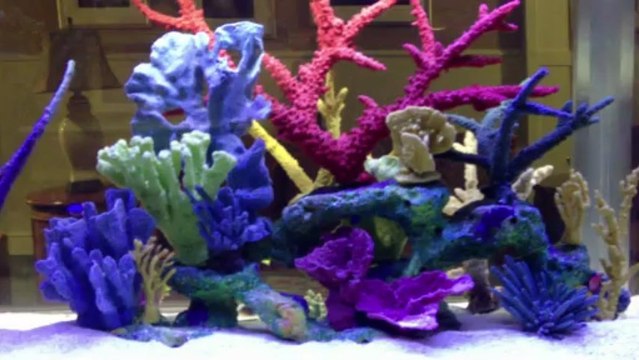Orange Park, FL. Aquatic Care, Aquarium Designs 904-588-2700 Orange Park, Florida.