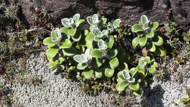 Partir Ailleurs 8 - Nouvelle Zelande