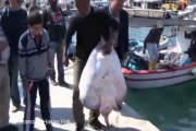 Ayvalık'ta 40 kilo vatoz yakalandı