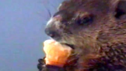 Bad Day?  Here's A Woodchuck Eating an Ice Cream Cone