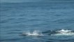 Killer Whale Footage Taken by Whale Watching Boat