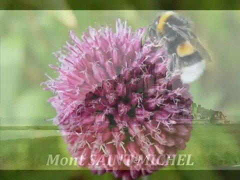 MONT SAINT MICHEL - Juillet 2009