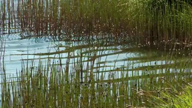 Bande Annonce LACS SENTINELLES