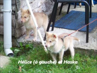 Hélice et Haska ! Premiers jours dans leur nouveau foyer.