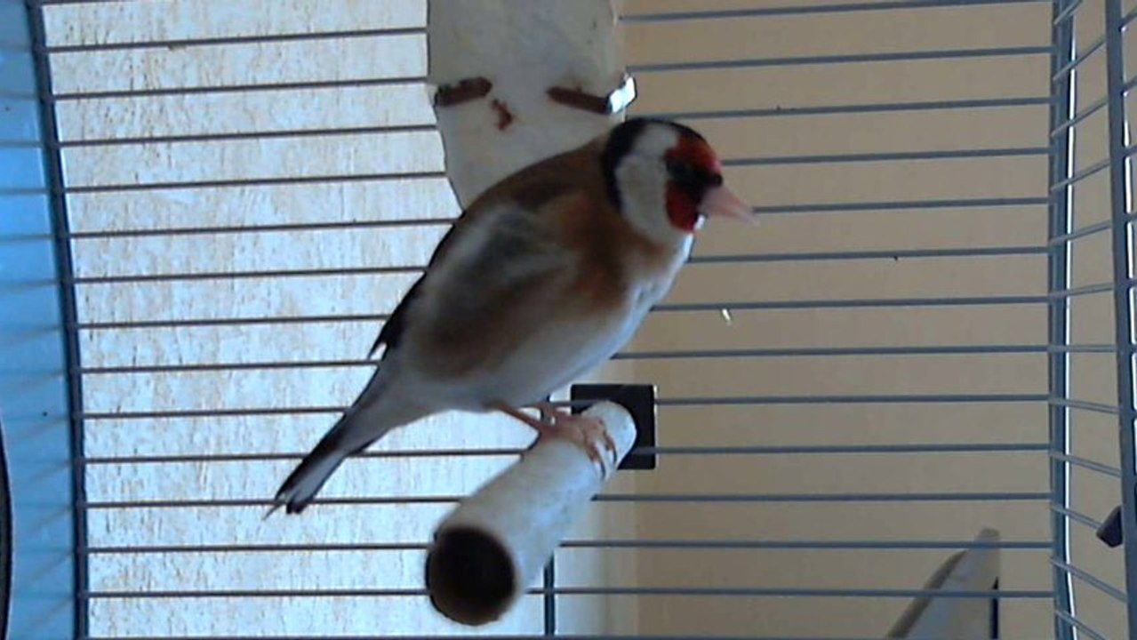 chant chardonneret de 11 mois