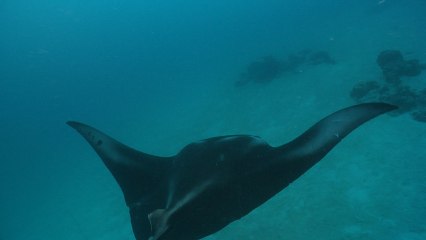 Manta Mania! | Postcards from Palau Ep3