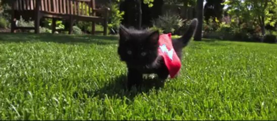 Cute Kittens Fly in Slow Motion