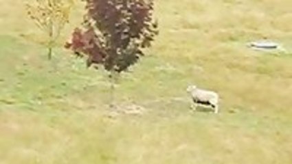 Intimidating Sheep Chase Away Fox