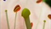 Semillas: La reproduccion de las plantas