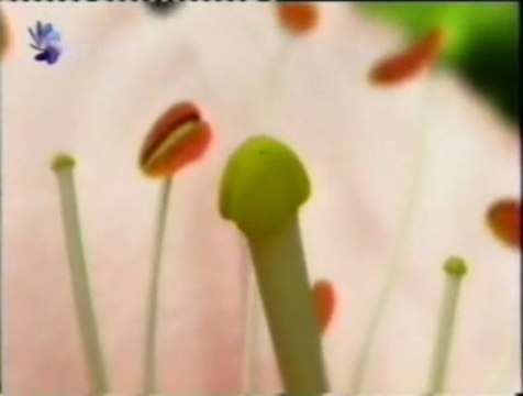 Semillas: La reproduccion de las plantas
