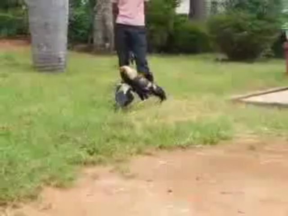 Maka vs Flash