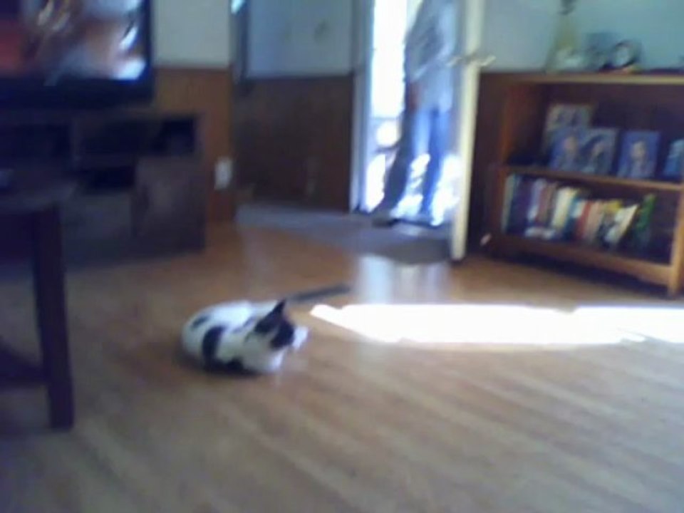 Paws with his Catnip Mouse