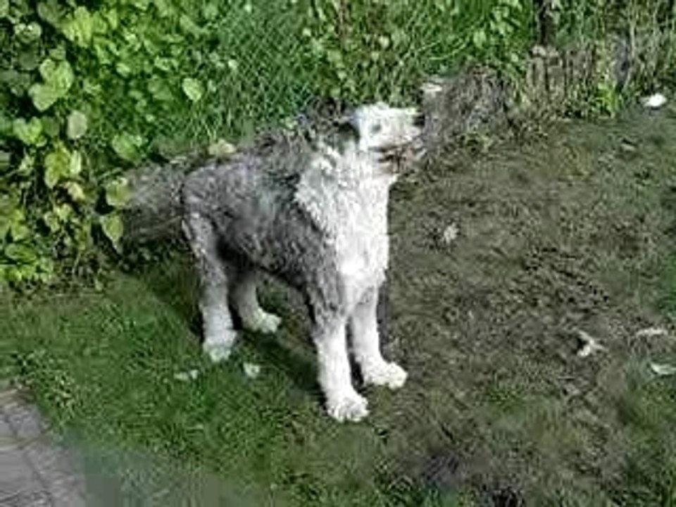 tekila et le swiffer!