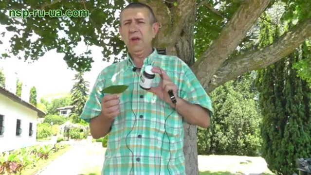 Лекарственное растение Гинкго билоба - листья дерево