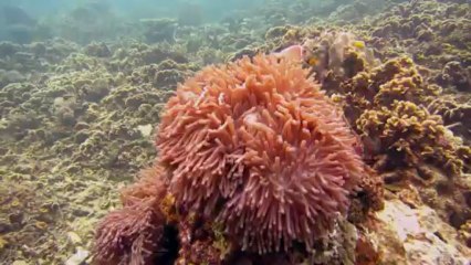 Diving in Koh Tao (April - September 2012)