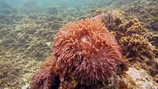 Diving in Koh Tao (April - September 2012)