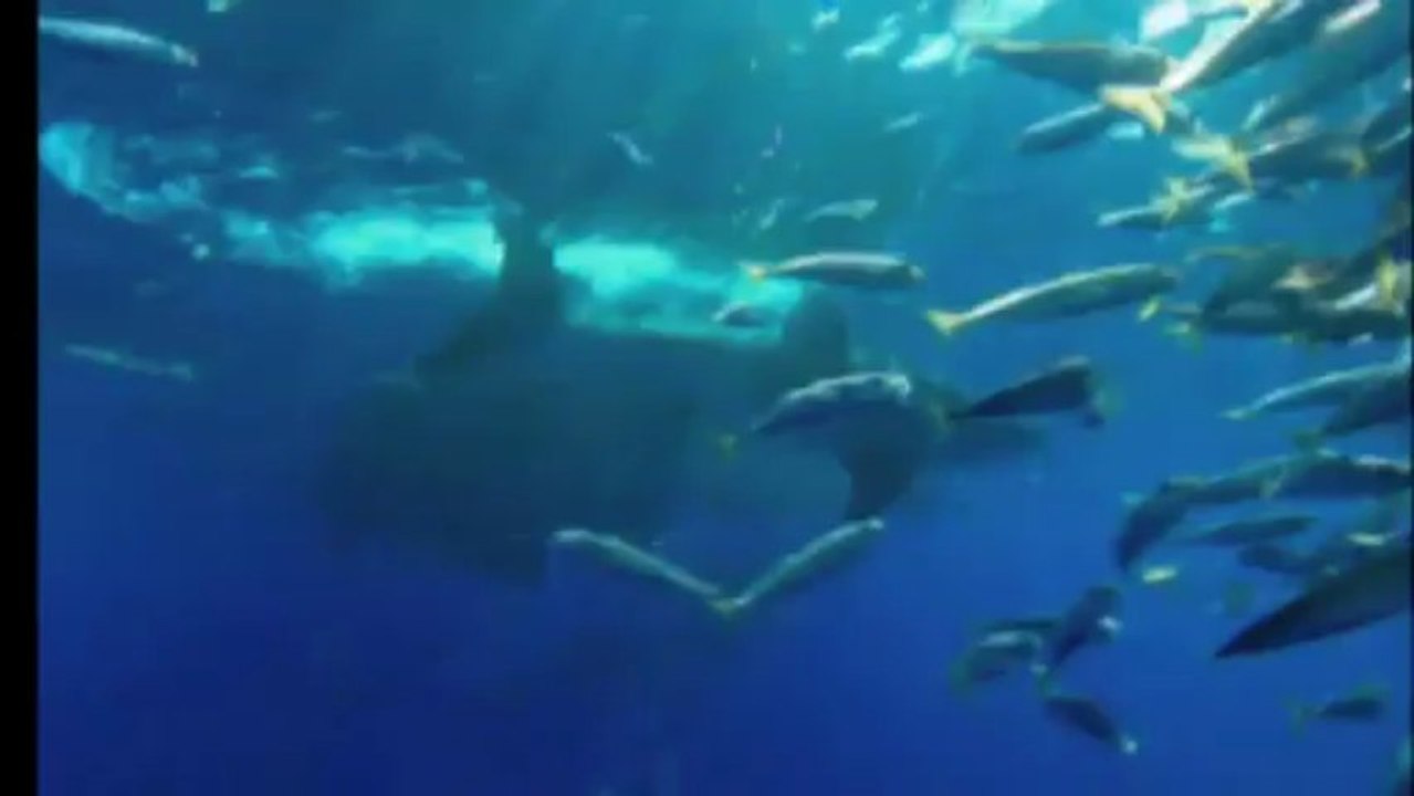 LE GRAND REQUIN BLANC-Rencontre sans protection