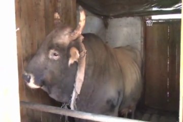 Boğalar güreşlere hazırlanıyor