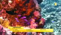 Tout ne va pas si mal pour les récifs coraliens polynésiens