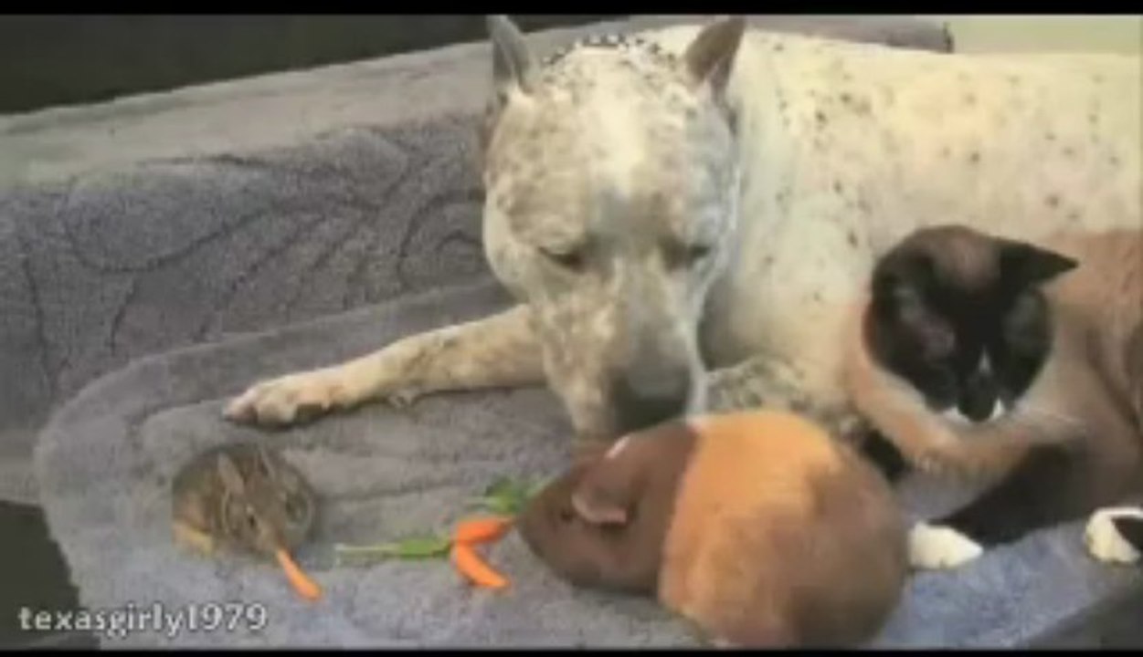 Les z'animaux, nos z'amis