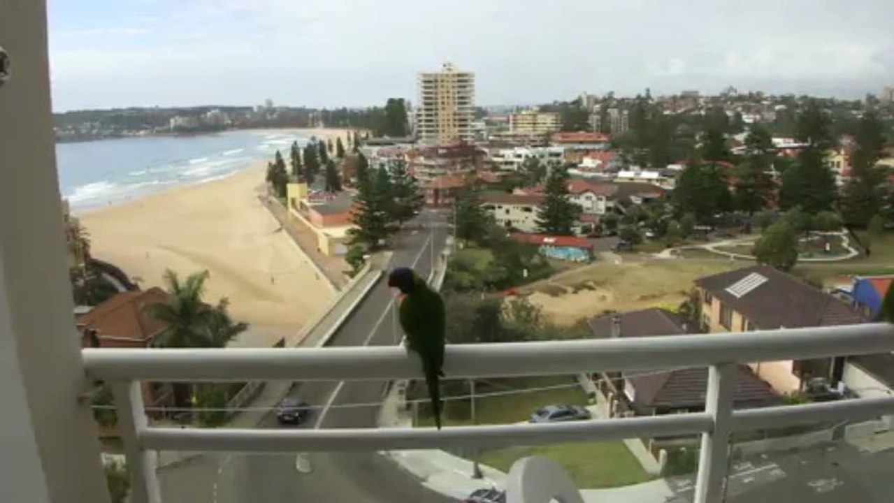 Our friends the parrots at Rona & Mickey, Manly, Sydney, OZ 2013