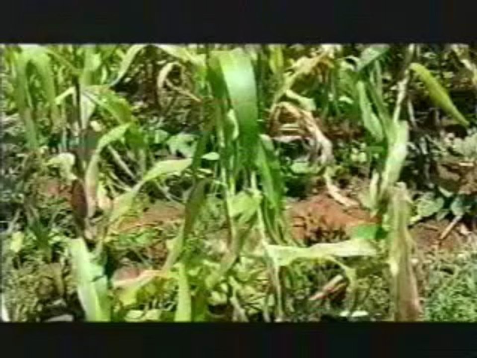 Angelina Jolie in Africa