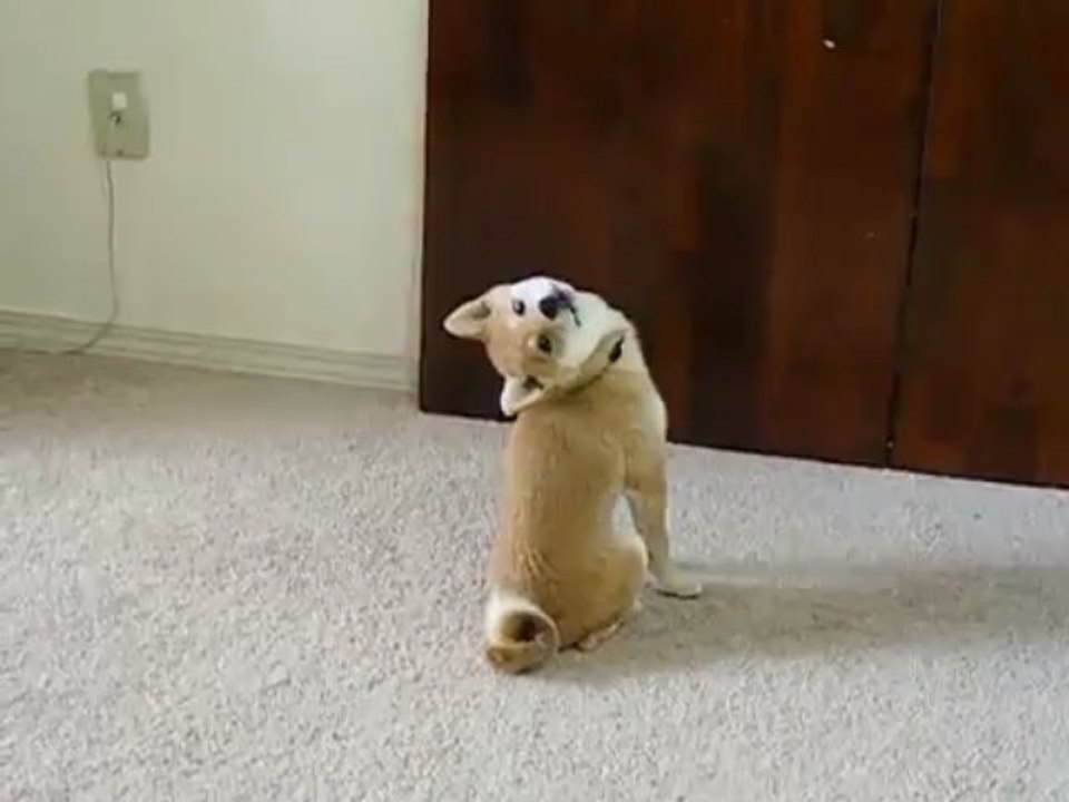 Scout, le chien possédé.