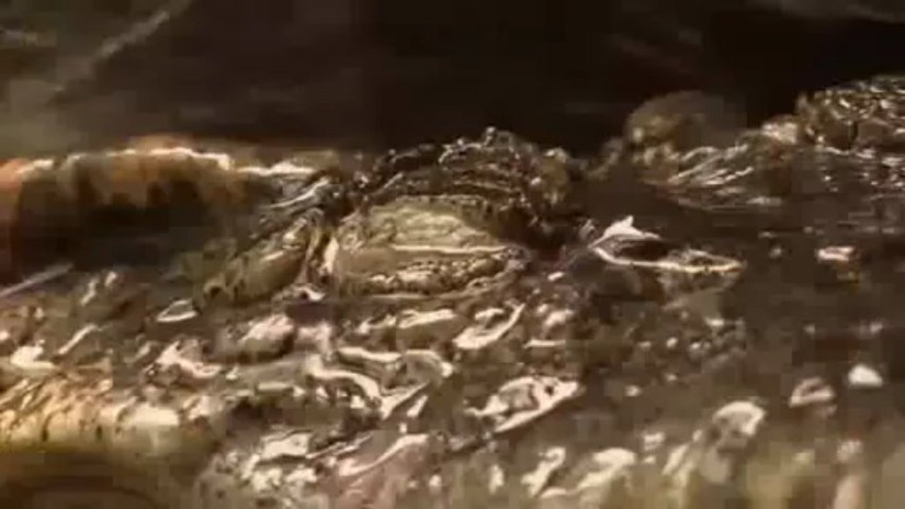 Il utilise un crocodile comme garde dans la maison