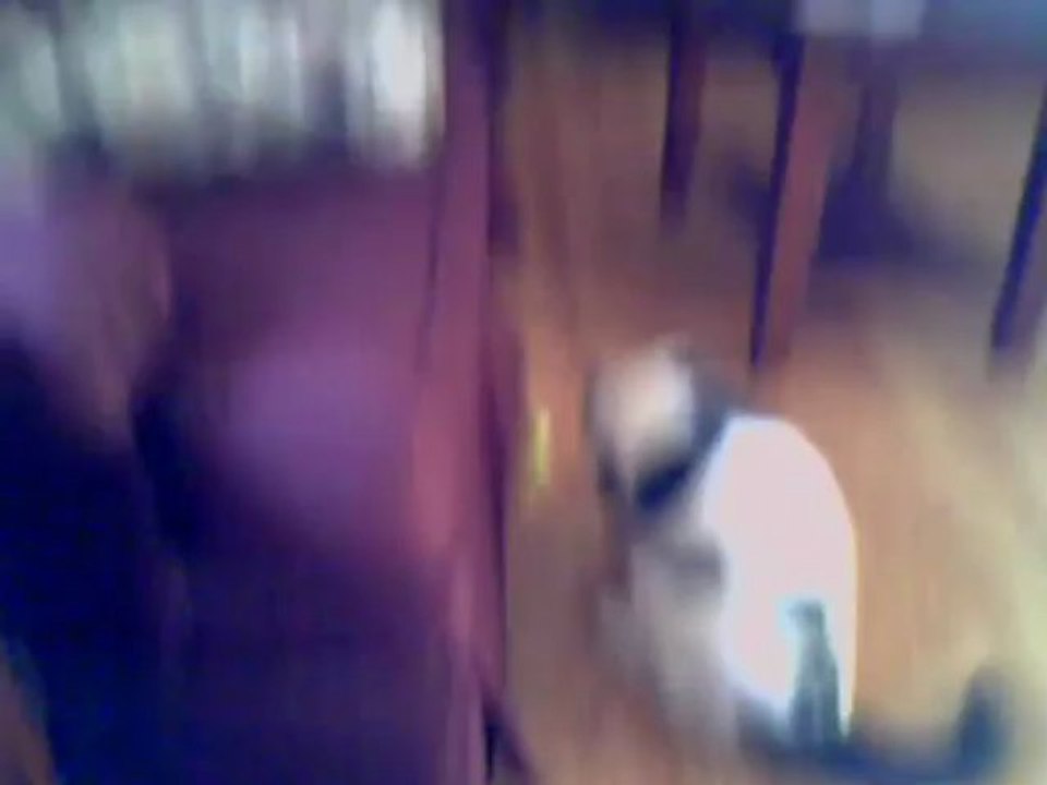 Paw + Toy Mouse = Fun