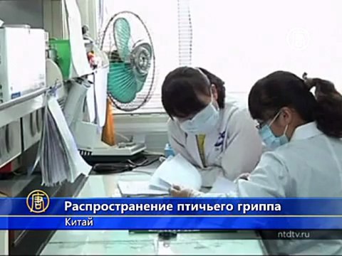 Почему о птичьем гриппе не сообщили вовремя?