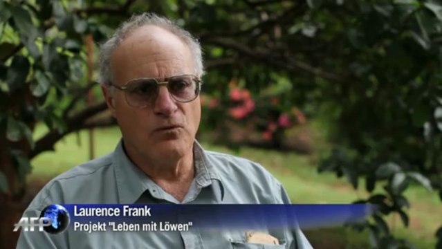 Löwen gegen Bauern in Kenia: Großkatzen vom Aussterben bedroht