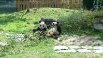 El zoológico de Madrid recibe colaboración china en la reproducción de pandas