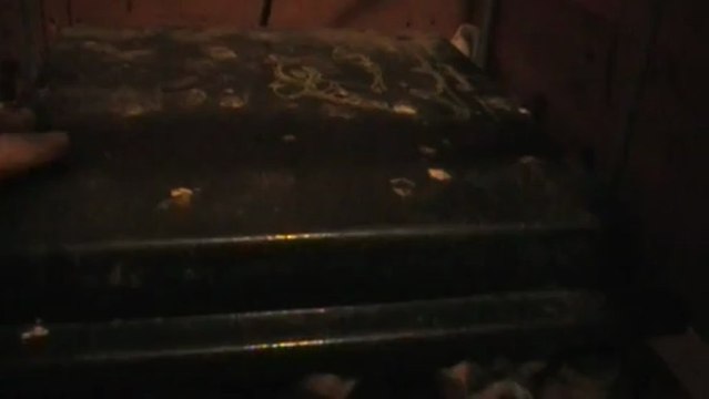 Poussins Wyandotte 3 jours