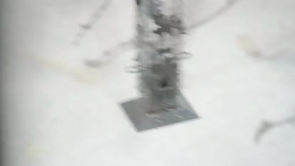 Oiseaux à la mangeoire