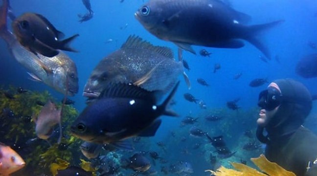 Freediving & Spearfishing - 2013