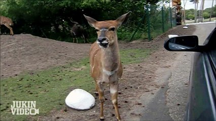 Talking Antelope Seems Confused