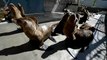 Mass sea lion strandings baffle California