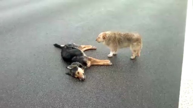 2 Chiens ne veulent pas abandonner leur ami mort