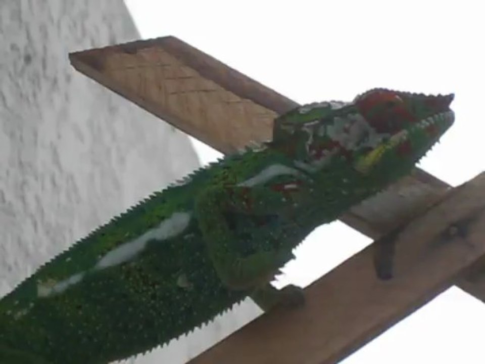 caméléon 13 avril 13